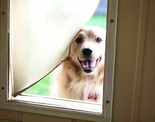 Dog Doors and Home Security – Are Dog Doors a Security Risk?