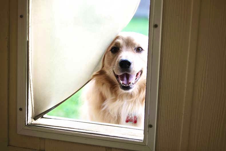 Dog Door and Home Security