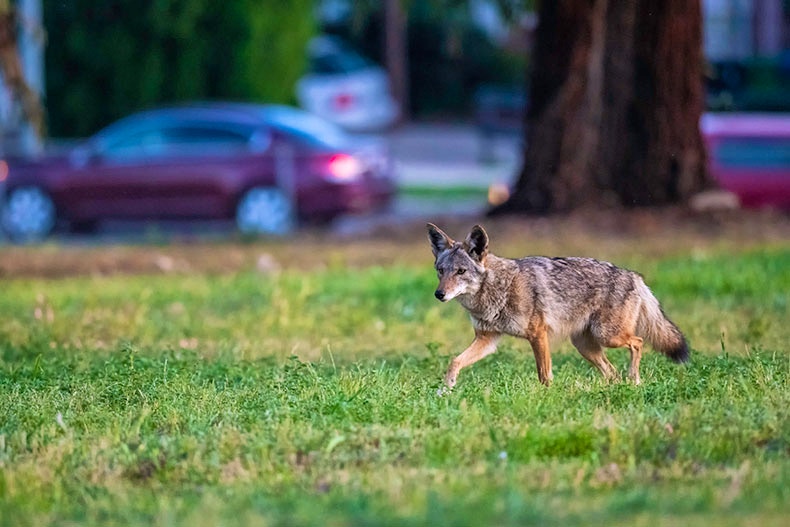Photo of a wolf walking on a grassy field